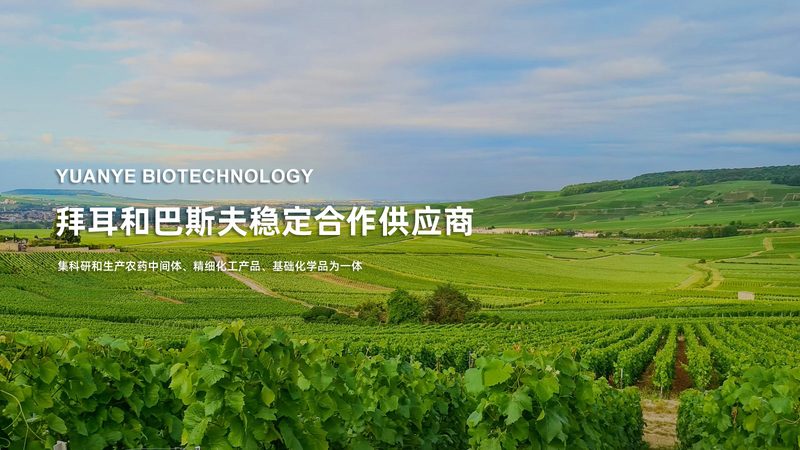 CDMO与CMO：揭秘制药外包服务的两大模式